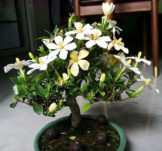 修剪技巧：三大核心发现