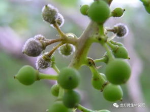 葡萄霜霉病高发期，特效药真的能帮你轻松应对吗