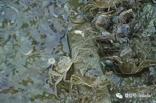 连续高温下天河蟹养殖户如何有效管理蟹塘水草