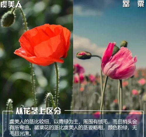 罂粟与虞美人有何不同？揭秘两者间的秘密