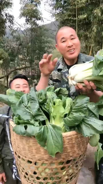 白菜在哪个季节种植最为适宜？