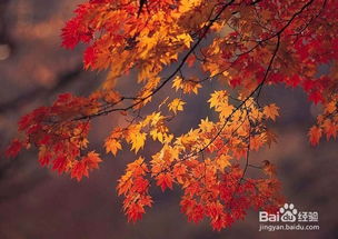 红枫寓意吉祥，家居种植宜人，百度SEO优化：红枫家居种植，寓意美好！