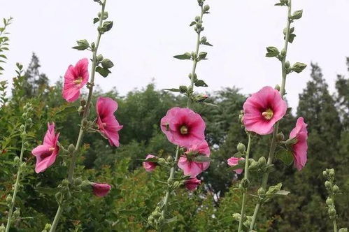 第二站:蜀葵——五彩斑斓的夏日之花