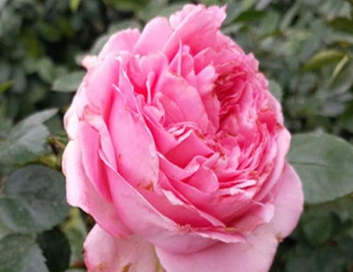 叶子黄了？剪剪剪，通风晒太阳！