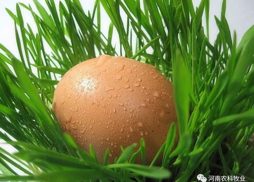 花生饼能否完全替代豆粕作为养鸡饲料，长期使用对鸡的健康有何影响？