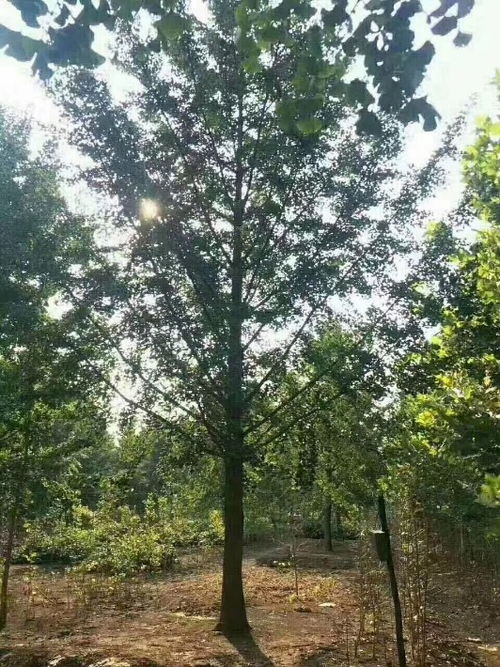 先来聊聊除草剂吧