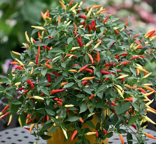 土壤配方：透气才是硬道理