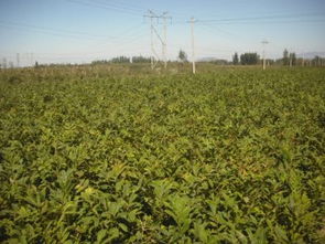 板栗树苗的黄金区：揭秘适合的土质pH值