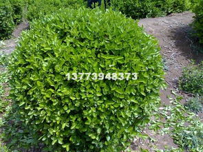 庭院绿化小科普：大叶黄杨球和小叶黄杨球了解一下