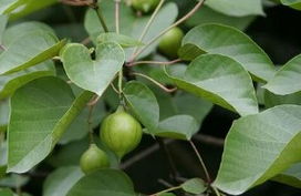 油桐种子：不是每斤者阝是一码事