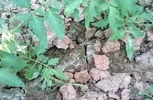 大棚蔬菜连作障碍是指同一地块连续种植同种或相似作物导致的土壤、环境恶化现象