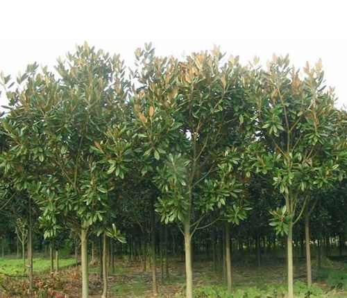 造型后 别忘了施肥哦