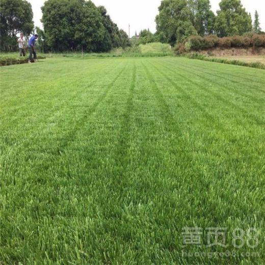 草坪之争：百慕大与马尼拉，哪个梗适合你家？