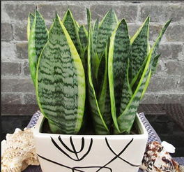 冬天里的绿叶小卫士：养护秘诀大公开