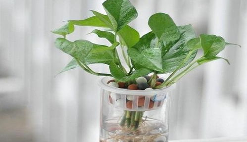 绿萝叶水培生根，成功率如何？