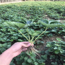 石家庄苗木基地：注重科技研发的苗木产地