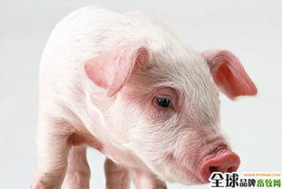 猪胀气多方案应对，全面保障养殖健康