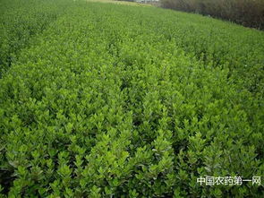 茎腐病，绿色生命的“杀手”