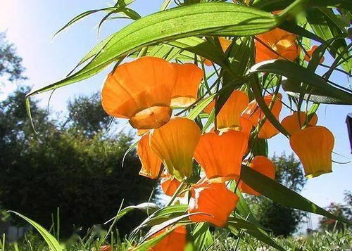 宫灯百合，花型独特