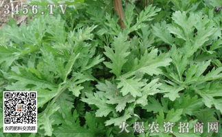 艾草种植指南：高效自种技巧与步骤