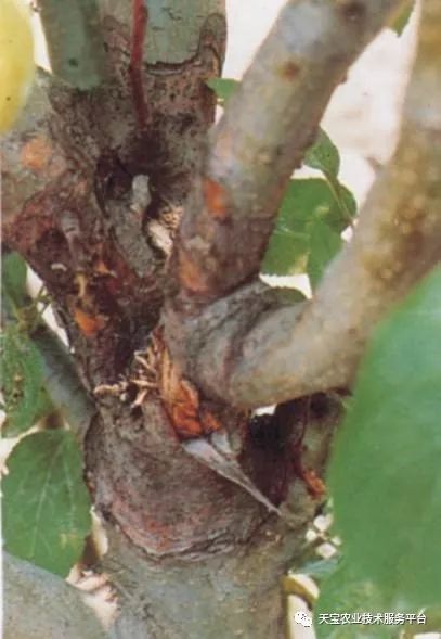 果树病害困扰多，丙环唑擦杆有奇效？