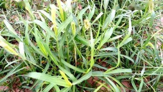 磺酰脲类除草剂