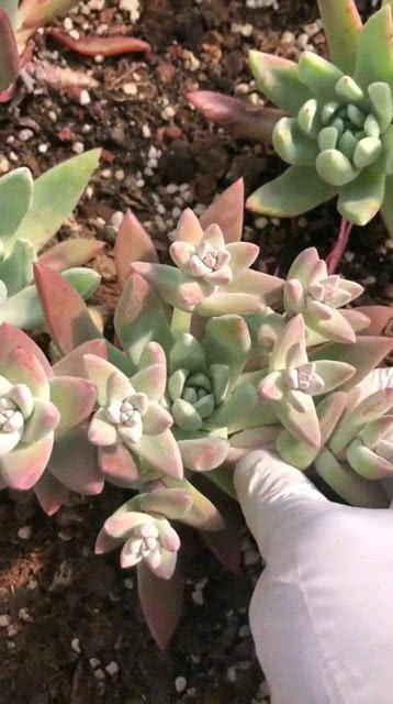 多肉花剑怎么处理？养肉达人教你这样做