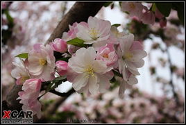 海棠在家如何进行合理的养护和种植？