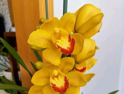 光照不足，花儿怎么开得出来？