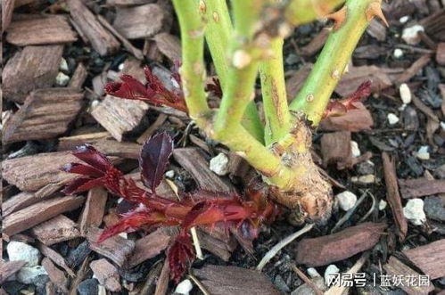 笋芽刚长出， 先顺其自然