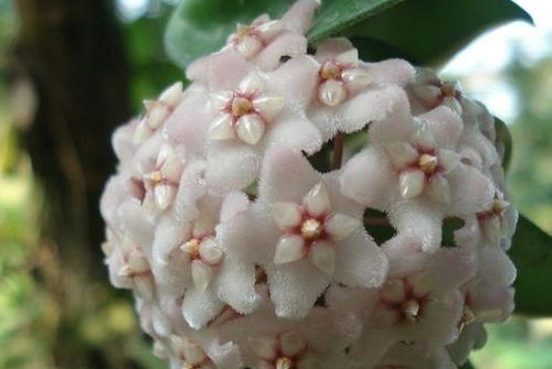 球兰的花期揭秘