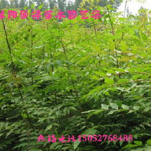 黄连木树苗种苗