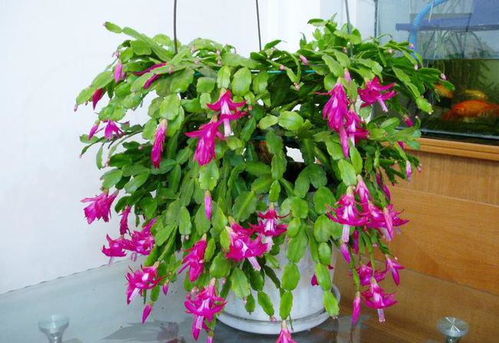 蟹爪兰的烦恼：病害困扰