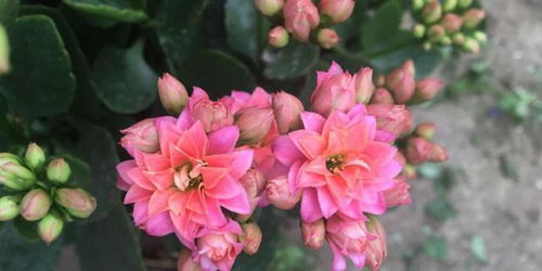 端午节剩下的粽叶别扔， 垫在花盆底当滤水层，透气性秒杀某宝39块的陶粒