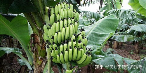 喷除草剂：除草剂也Neng让香蕉树死亡