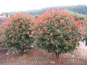 小树苗VS大树冠， 价格大不同