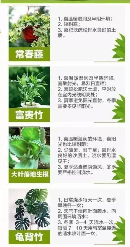 夏天植物浇水频率如何调整？有哪些养护技巧可以参考