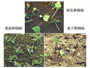 代森锰锌如何通过抑制病原菌生长来防治作物病害？