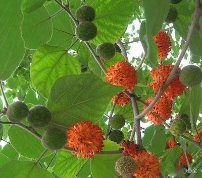 构树种植技术，涉及选种、整地、栽植、管理等环节