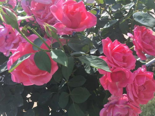 月季花期长，但有些人养的月季只开一次花，原因在这里！