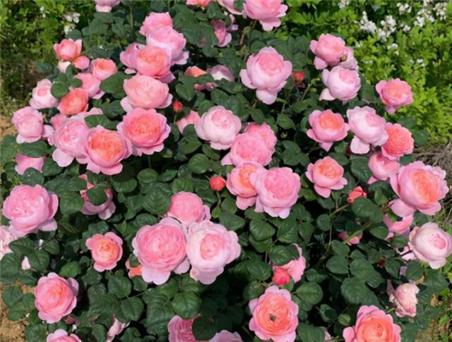 赏夏花， 花苞付出有回报