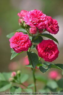 九重香月季Everest Double Fragrance的花期揭秘