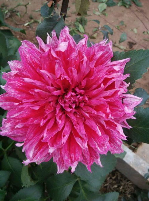 菊花：菊花， 这花儿可是秋季的使者，开花的时候，黄灿灿的一朵朵，就像是太阳一样温暖人心。菊花喜欢干燥和阳光，放在教室里也很合适。不过菊花的花期不长，所以如果想要一直有花看，可能就要经常更换了。