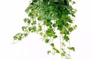 重新生长的奇迹