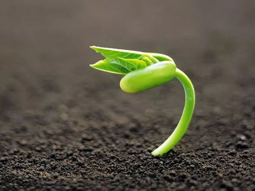 种子发芽的控制