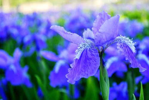 鸢尾蓝黑色与蓝黑色的区别