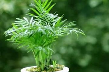 袖珍椰子秋天怎么换盆？拆分步骤是关键吗