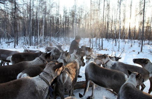 呼伦贝尔的雪原精灵：羊粪球和铁丝网的魔法