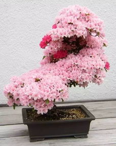 粉龙月季盆栽养护技巧：轻松打造花艺美！