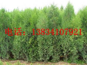 山西绛县：侧柏苗的摇篮